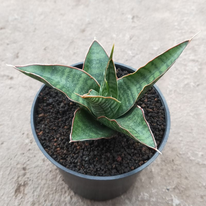 Sansevieria Donnie x Cordova