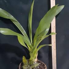 GRAMMATOPYLUM SCRIPTUM ORCHID / TIGER ORCHID