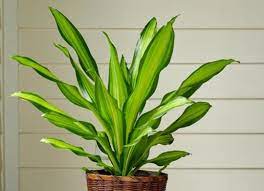 Dracaena Fragrans (Massangeana)- Song of India - Lily Bamboo - Song of Jamaica