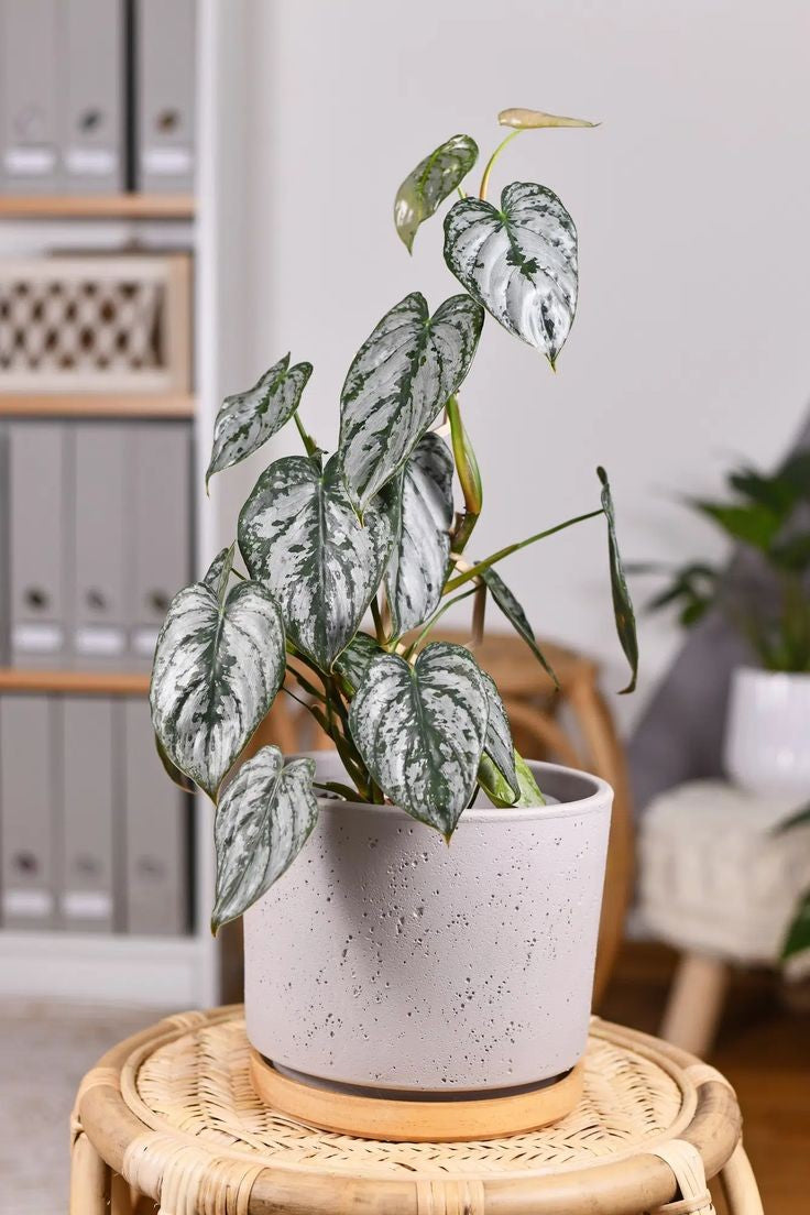 PHILODENDRON Brandtianum Free Phytosanitary