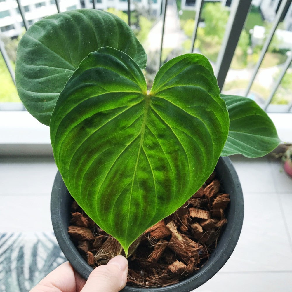 Phlodendron Verrucosum