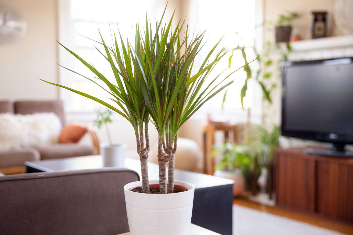 Dracaena Marginata Colorama Tricolor (Dragon Tree)