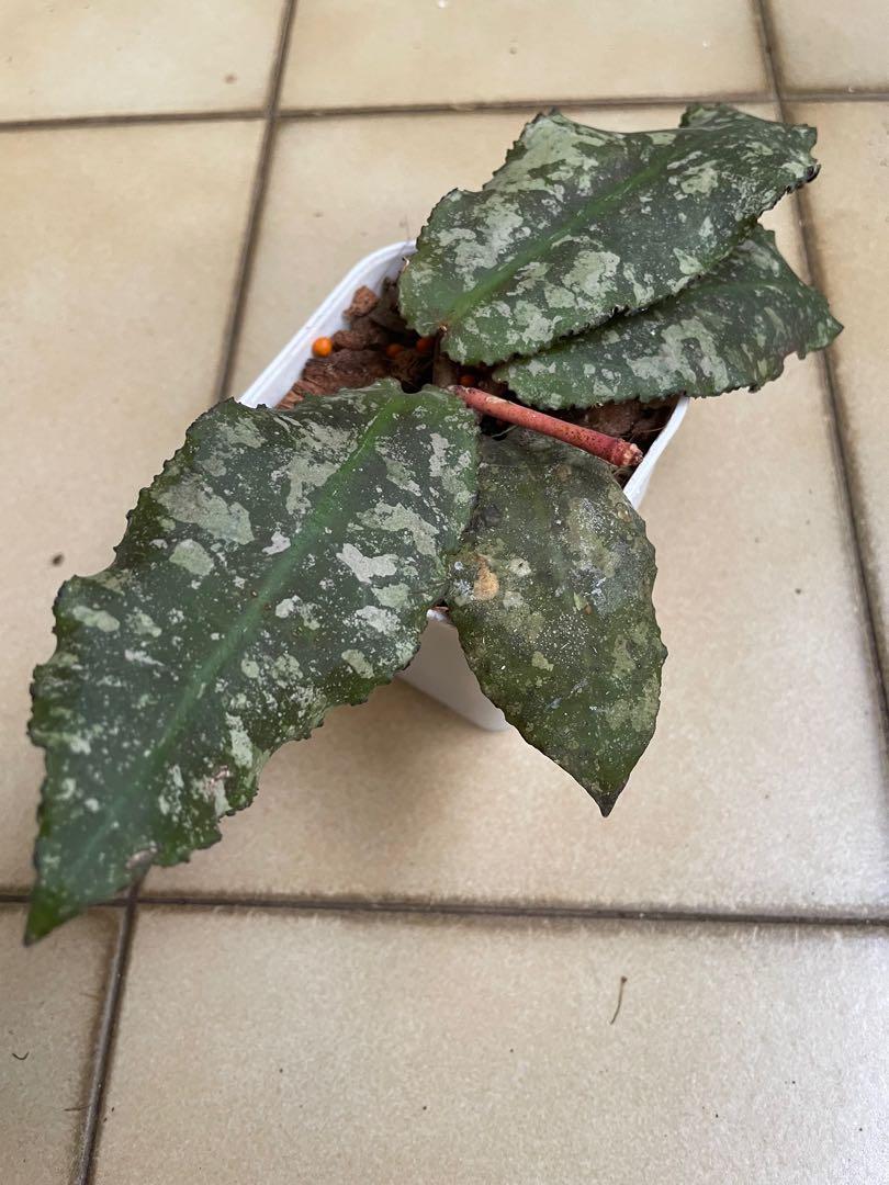 HOYA UNDULATA SPLASH (FREE PHYTOSANITARY)