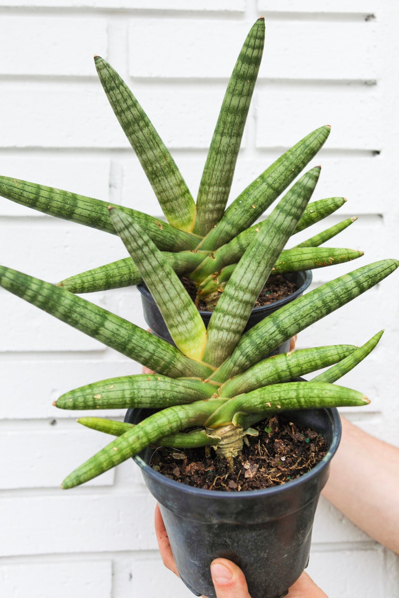 Sansevieria Cylindrica