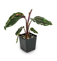 Calathea Medallion Roseopicta