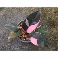 Spezielles Philodendron-Sparpaket