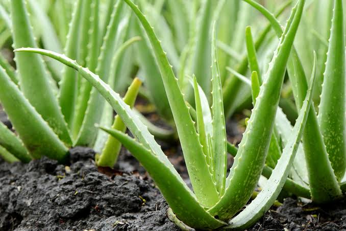 8 Seeds Aloe Vera ~ Bio Seeds ~ Succulent Plant ~ Therapeutic plant ~ Antirheumatic and anti-inflammatory effect ~ Gel SPA Plant ~ Gardening