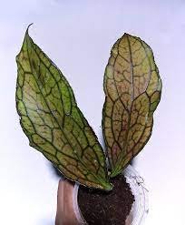 Hoya Sp Tanggamus Red FREE PHYTOSANITARY