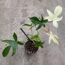 PHILODENDRON FLORIDA GHOST