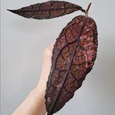 HOYA CLEMENSIORUM RED FREE PHYTOSANITARY