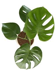 Monstera Deliciosa, 2 Gallon Grow Pot, 4-5 Fuß Gesamthöhe, moderne tropische lebende Indoor-Pflanze