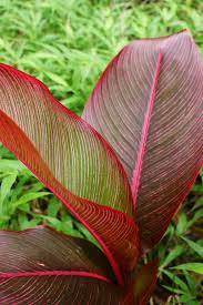 Red Leaf Heliconia
