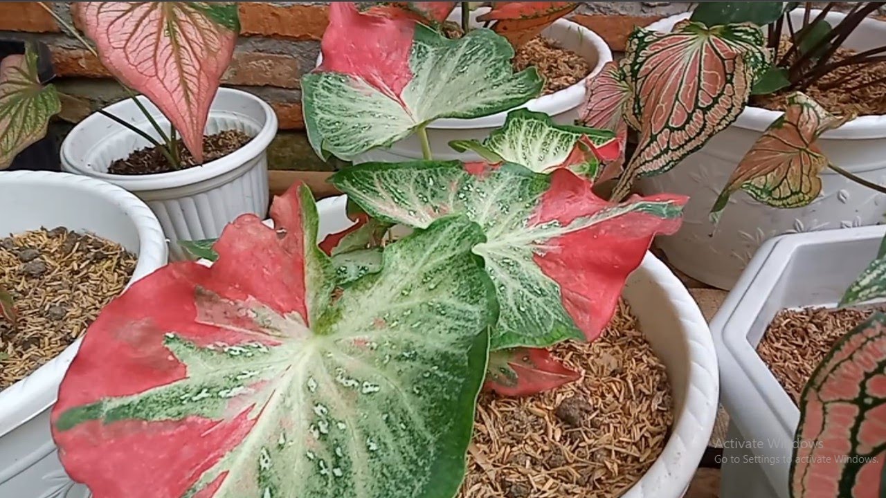 Caladium Shycool Cat Tumpah || Rare Plants || Wholesale Buy More get Cheaper Price || FREE phytosanitary, DHL express || Rare