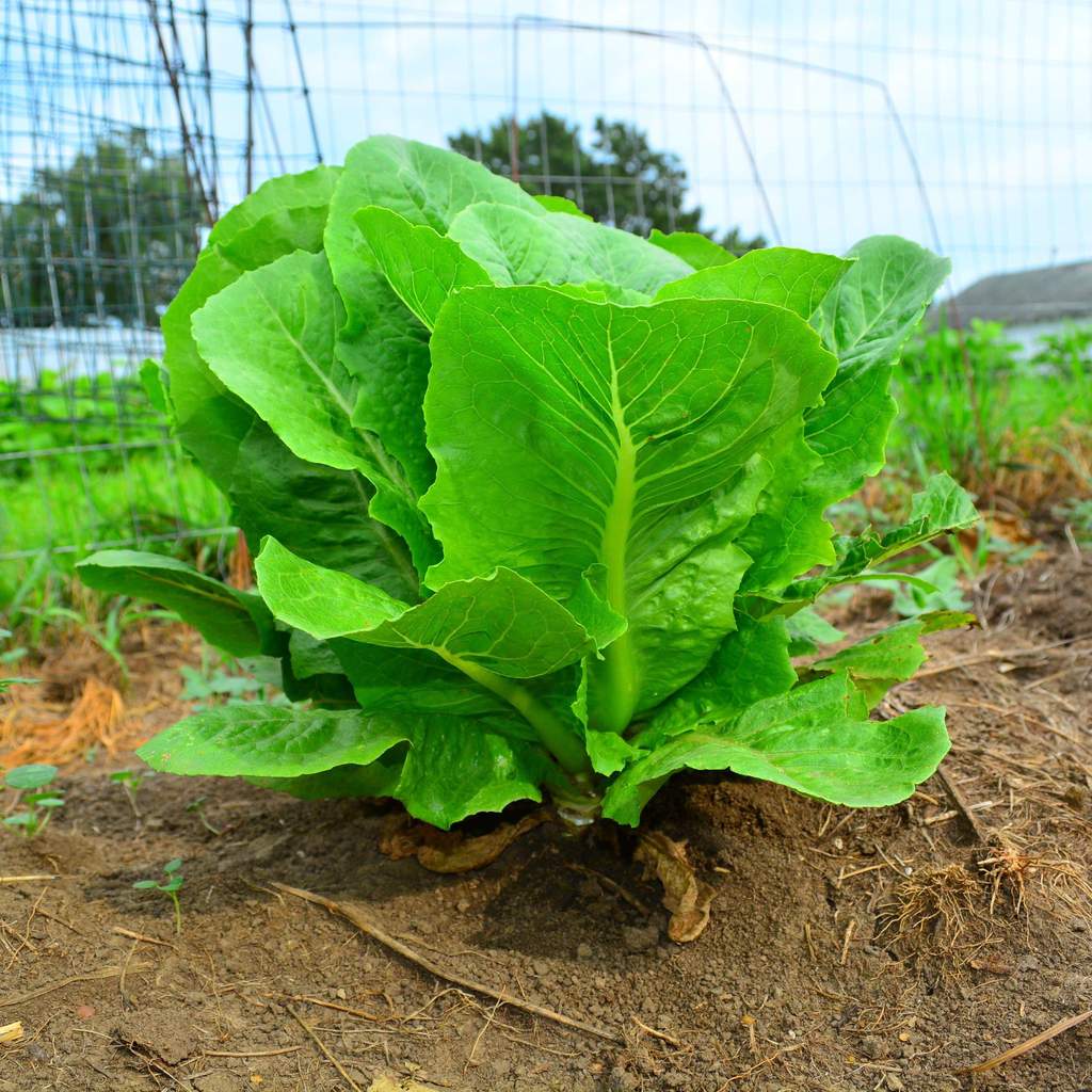 Parris Island Romaine 500+ Seeds | Heat Tolerant!| NON-GMO | Heirloom (FREE PHYTOSANITARY)