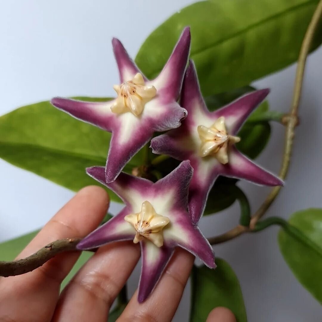 Hoya Stenakei Sp Papua Tienes