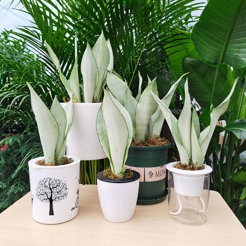 Sansevieria Trifasciata 'Moonshine' Free Phytosanitary