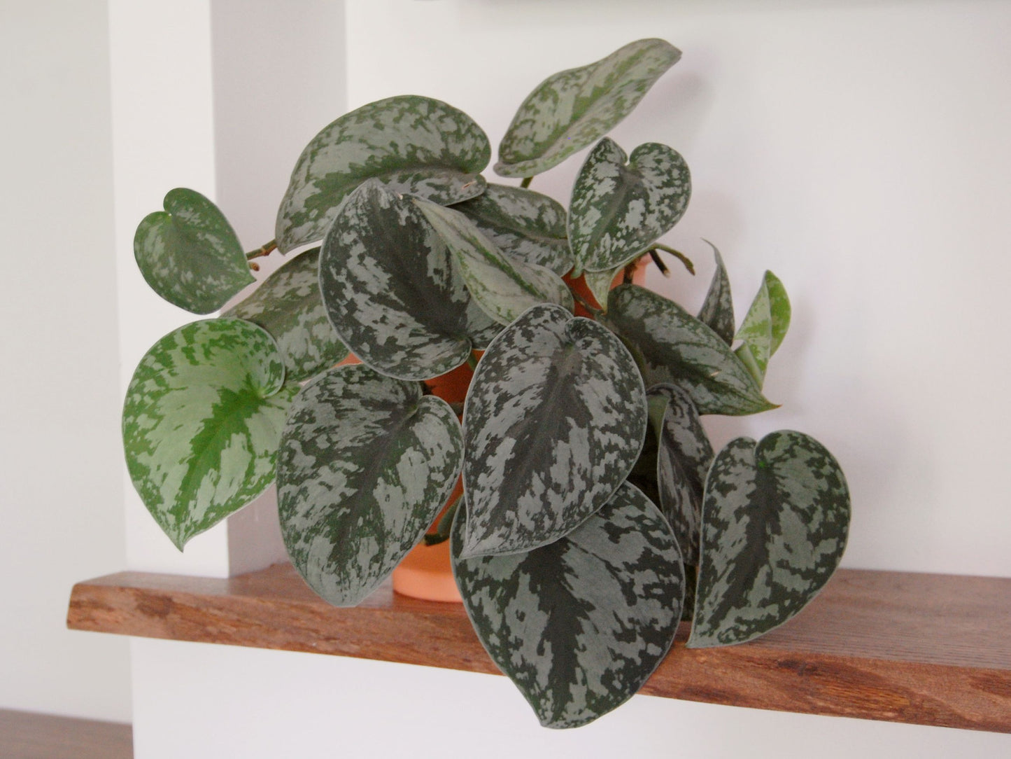 SCINDAPSUS PICTUS EXOTICA