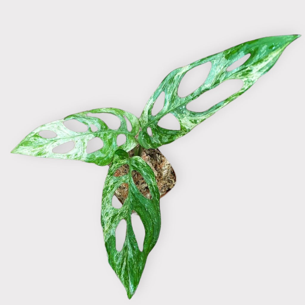 Monstera Andansoni Variegated Local Indonesia