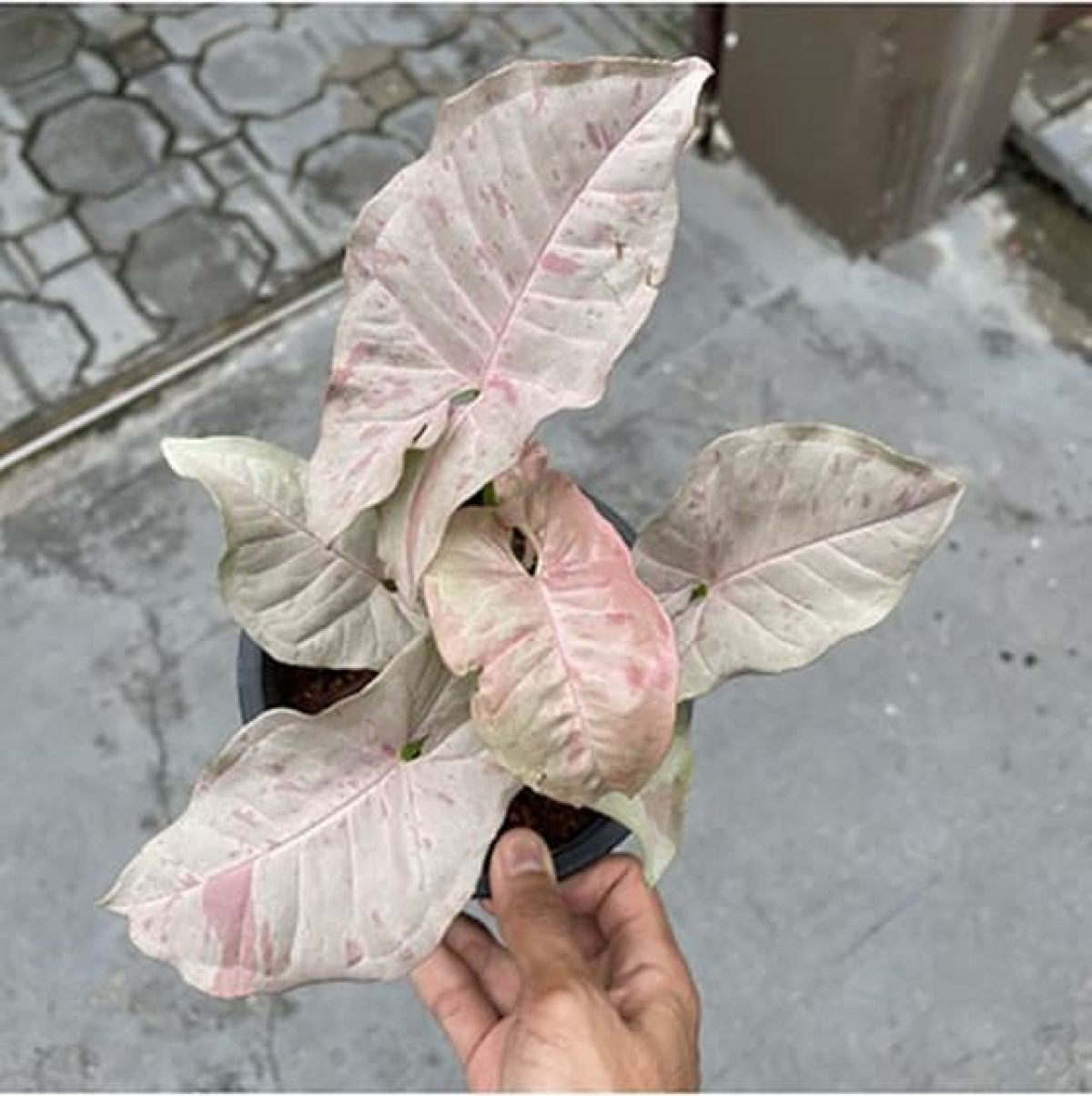 Syngonium Pink Spot