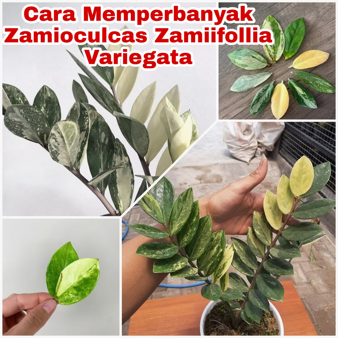 Easy Ways to propagate Zamioculcas Zamiifolia Variegata Plants from Leaf Cuttings