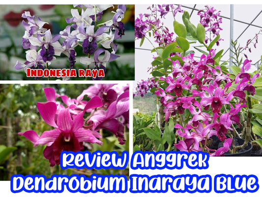 Indonesian Dendrobium Orchid Review (Dendrobium Inaraya Orchid Plants Care)