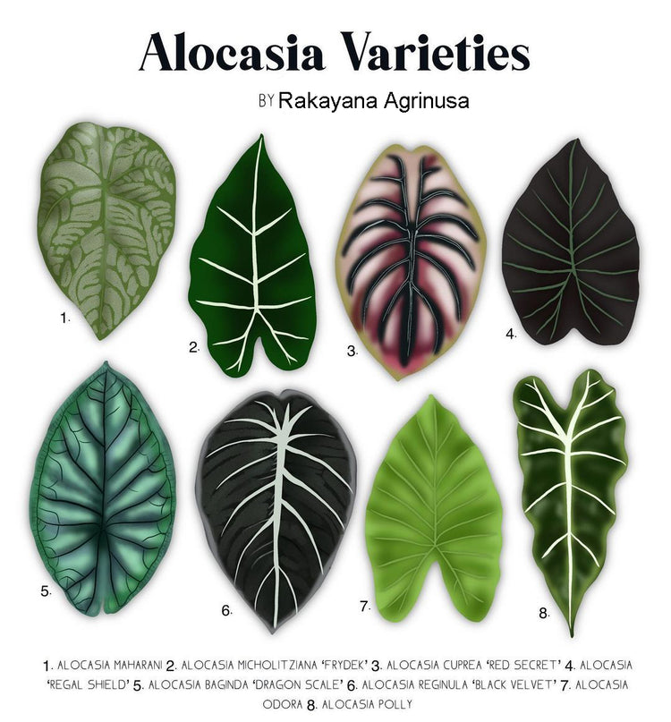 ALOCASIA Plants Collections | Rakayana Agrinusa