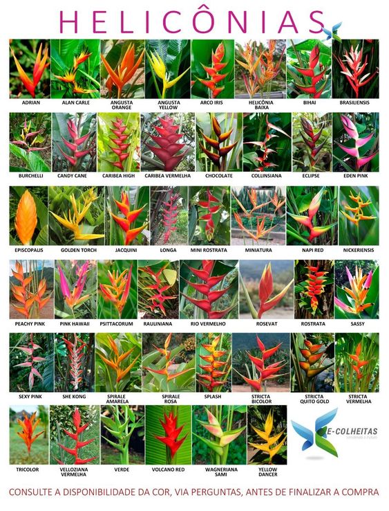 Heliconia Plants