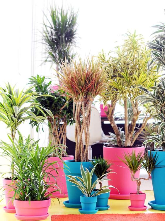 Dracaena Varietes