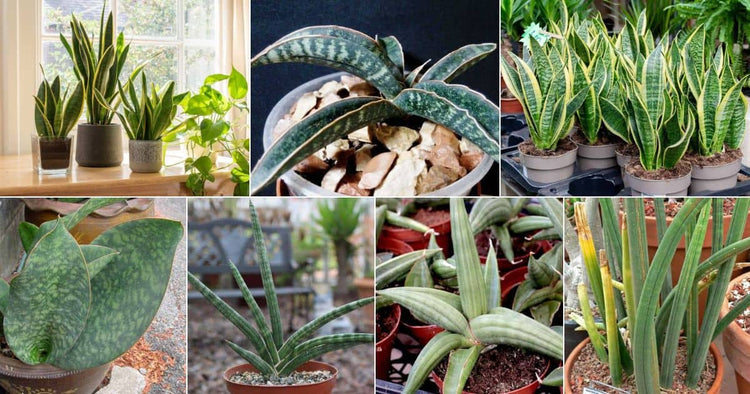 Sansevieria Plants Collections | Rakayana Agrinusa