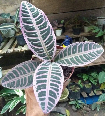 LABISIA Plants Collections | Rakayana Agrinusa
