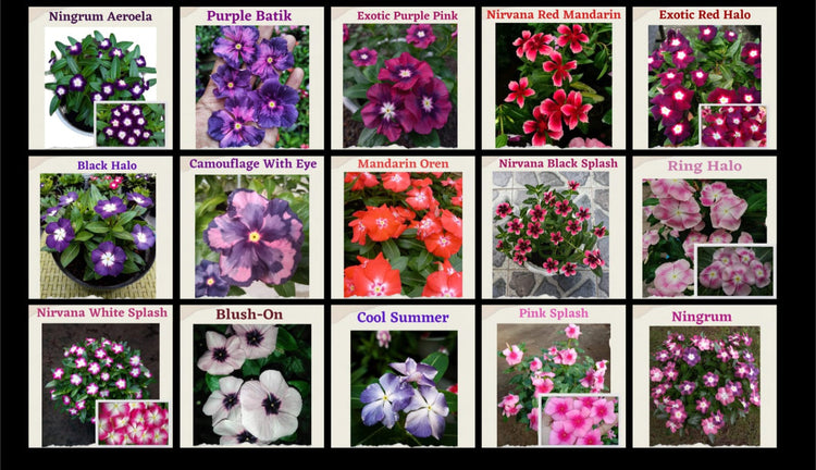 Premium Vinca Seeds