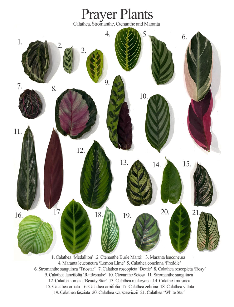 CALATHEA Plants Collections | Rakayana Agrinusa