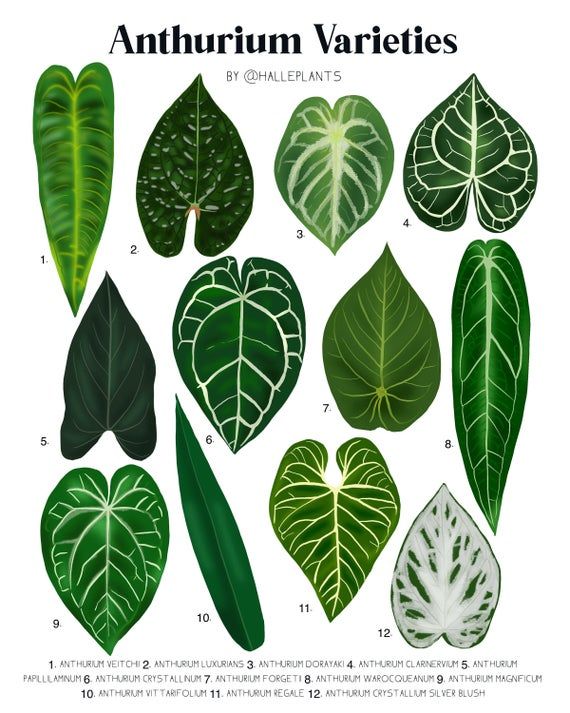ANTHURIUM Plants Collections | Rakayana Agrinusa