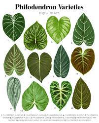 PHILODENDRON Collections | Rakayana Agrinusa