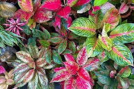AGLONEMA Plants Collections | Rakayana Agrinusa