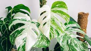 MONSTERA Plants Collections | Rakayana Agrinusa