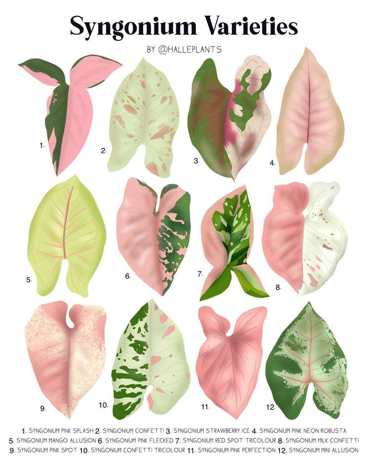 SYNGONIUM Plants Collections | Rakayana Agrinusa
