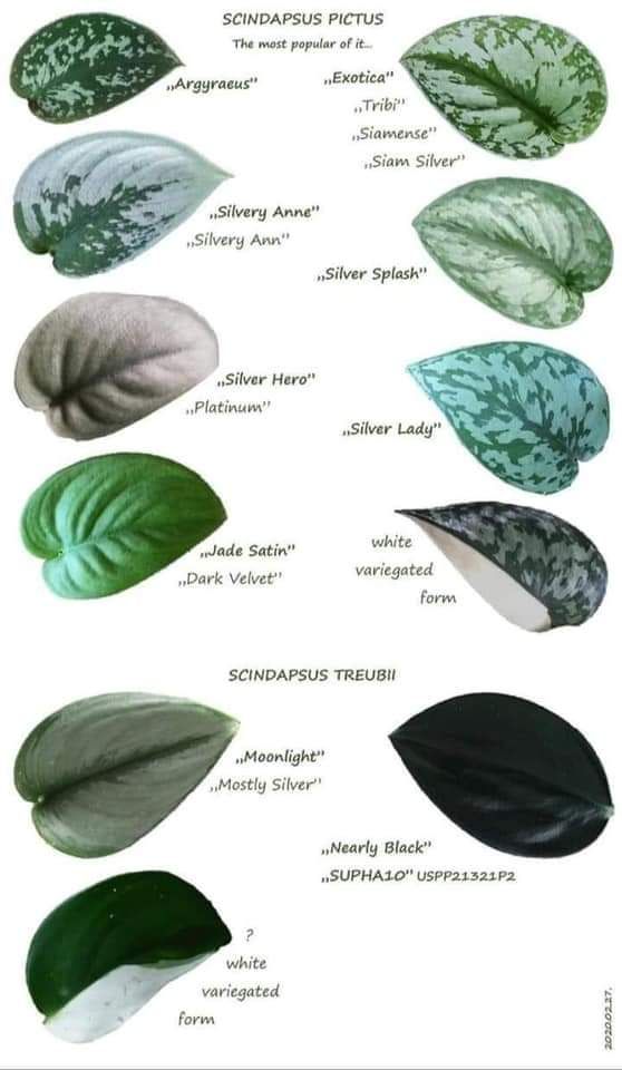 SCINDAPSUS Plants Collections | Rakayana Agrinusa