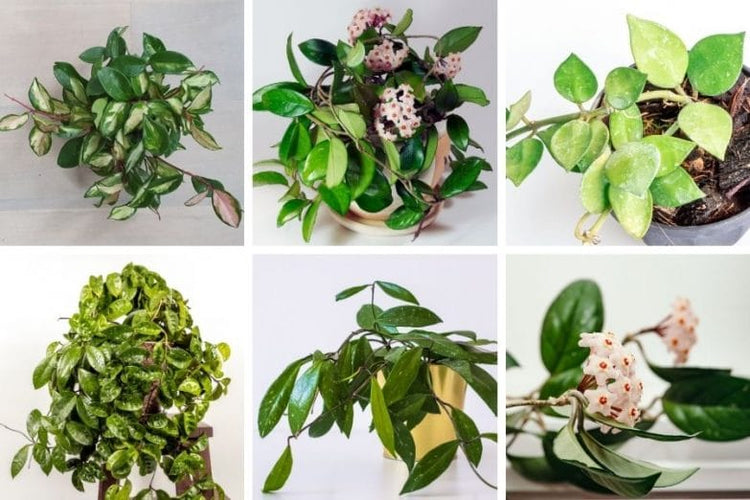 HOYA Plants Collections | Rakayana Agrinusa