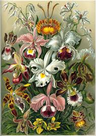 ORCHID Plants Collections | Rakayana Agrinusa