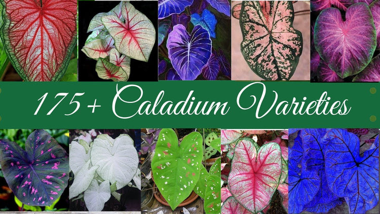 Caladium Plants Collections | Rakayana Agrinusa
