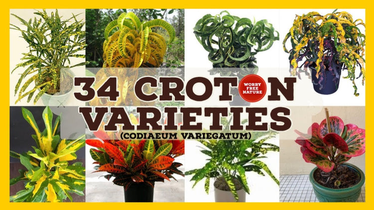 Codiaeum Variegatum