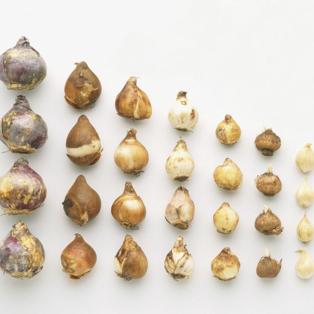 Seeds and Tubers / Bulb
