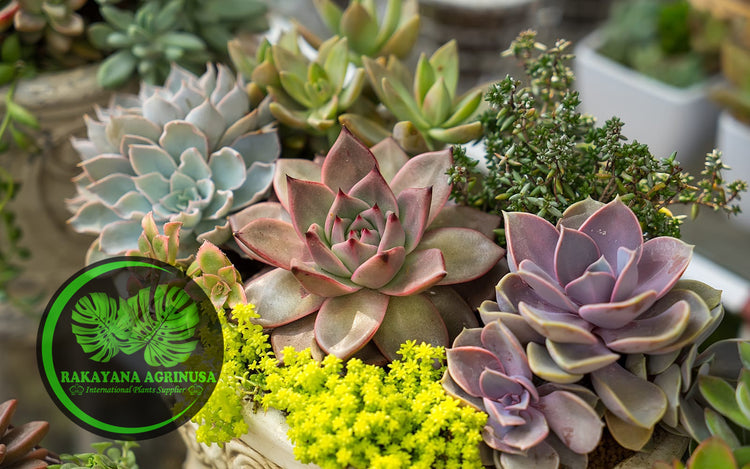 Cactus & Succulent Plants Collections | Rakayana Agrinusa