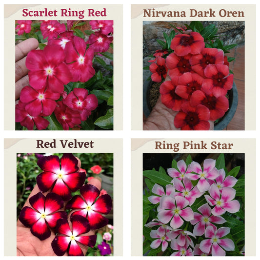 Varietas Premium Vinca Seeds Scarlet Ring Red, Nirvana Dark Orange,Red Velvet,Ring Pink Star