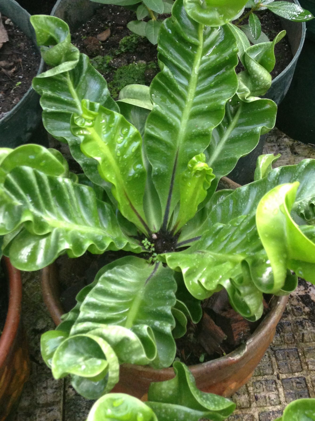 Asplenium Nidus Cobra Fern | Free Phytosanitary