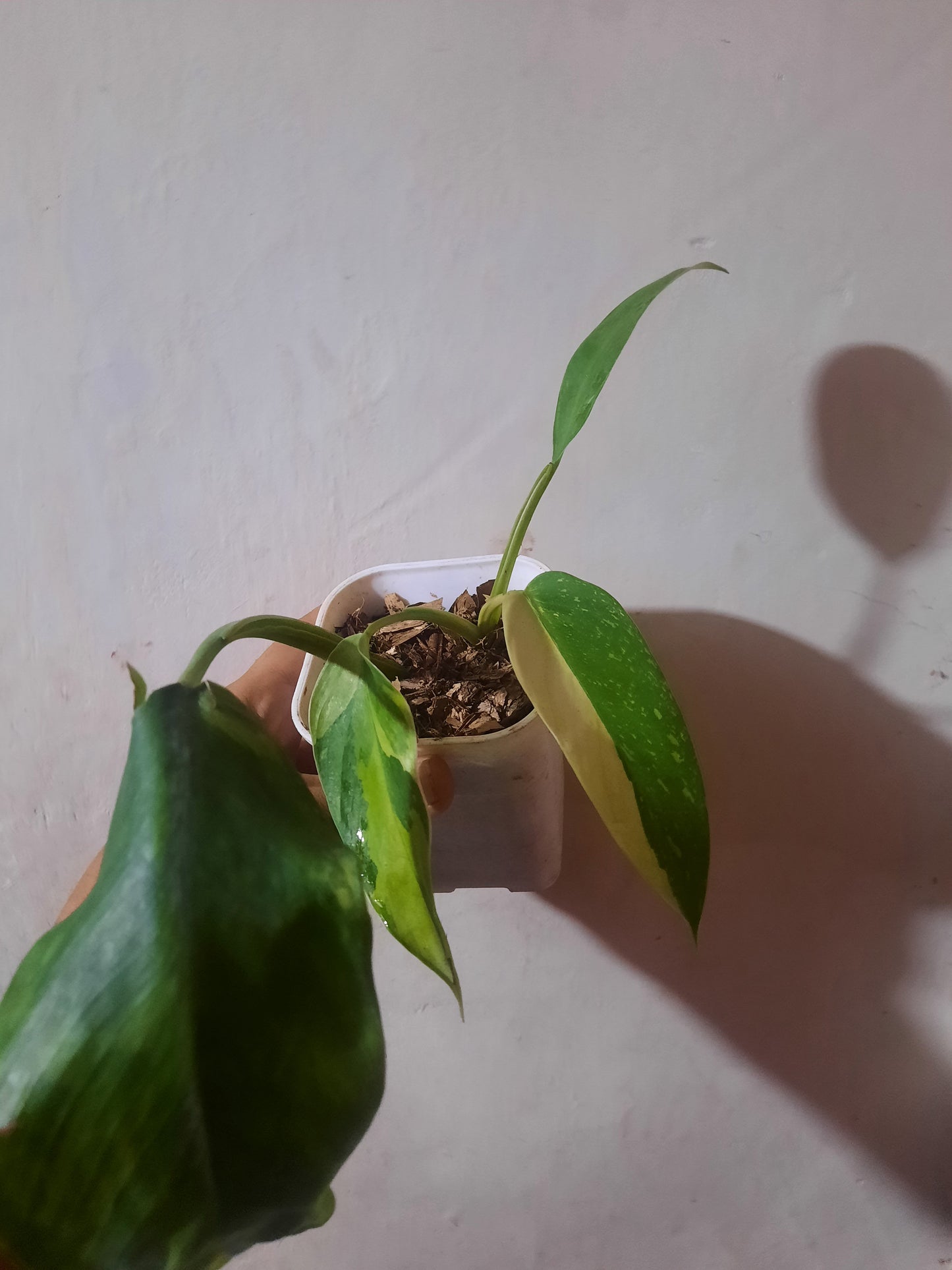 PHILODENDRON Josee Buono Variegated Free Phytosanitary