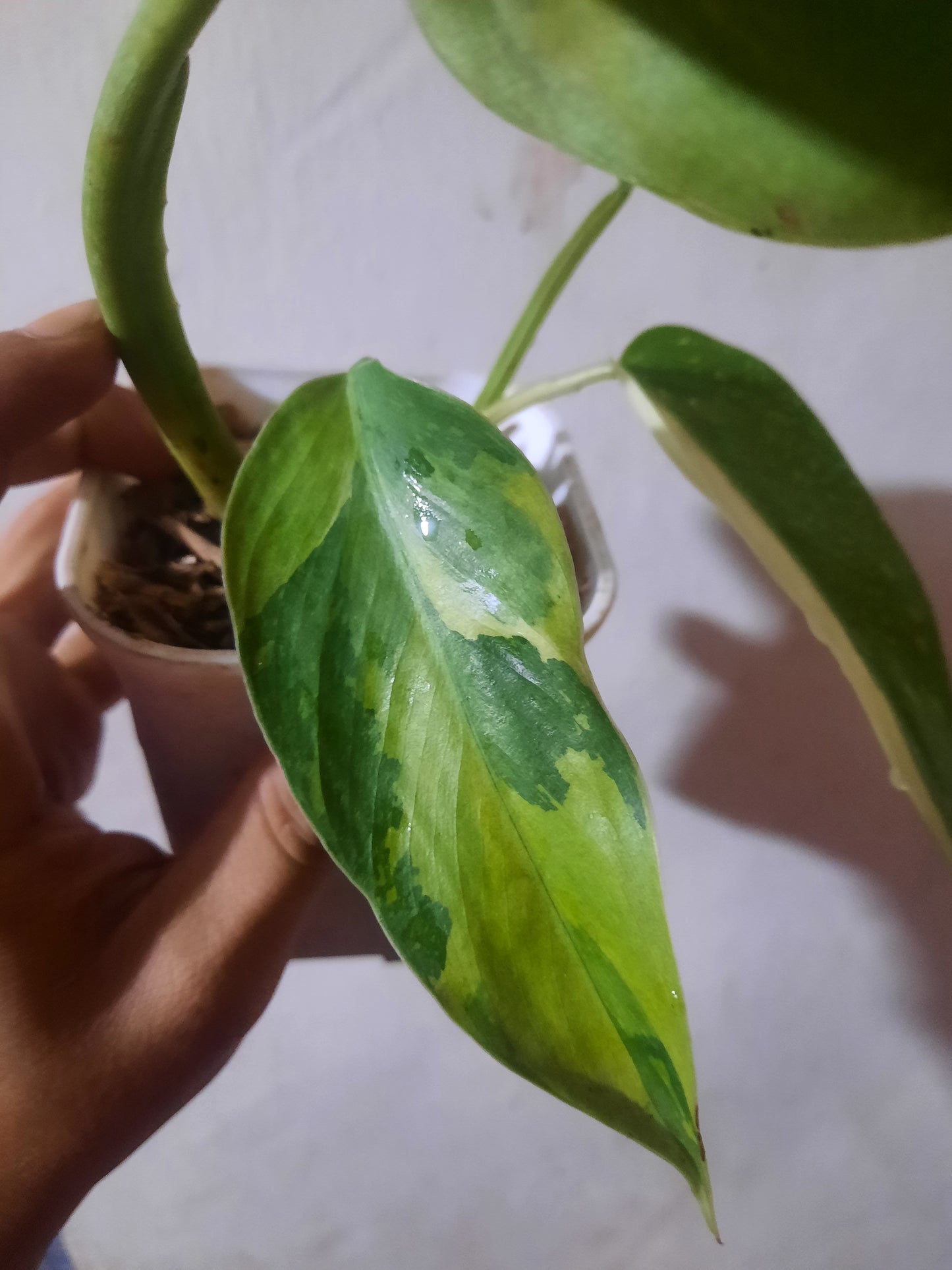 PHILODENDRON Josee Buono Variegated Free Phytosanitary