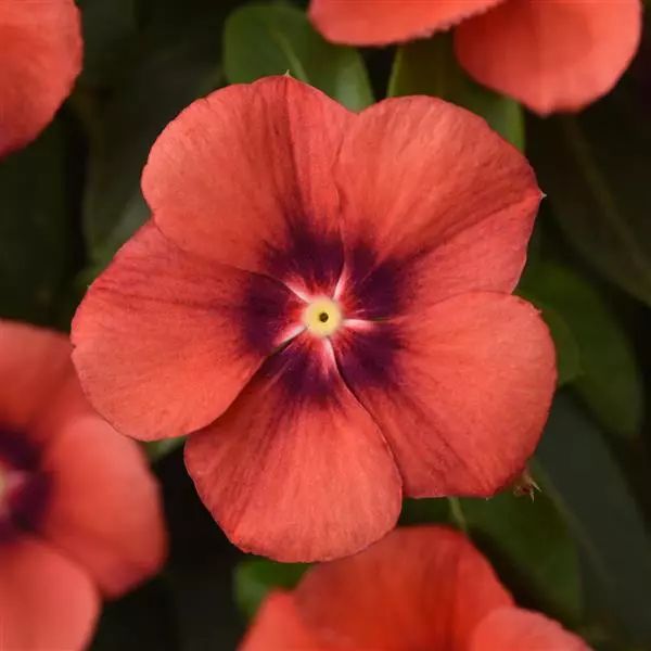 Varietas Premium Vinca Seeds Exotic Orange (1 pack contain 100,50 & 20 Seeds)