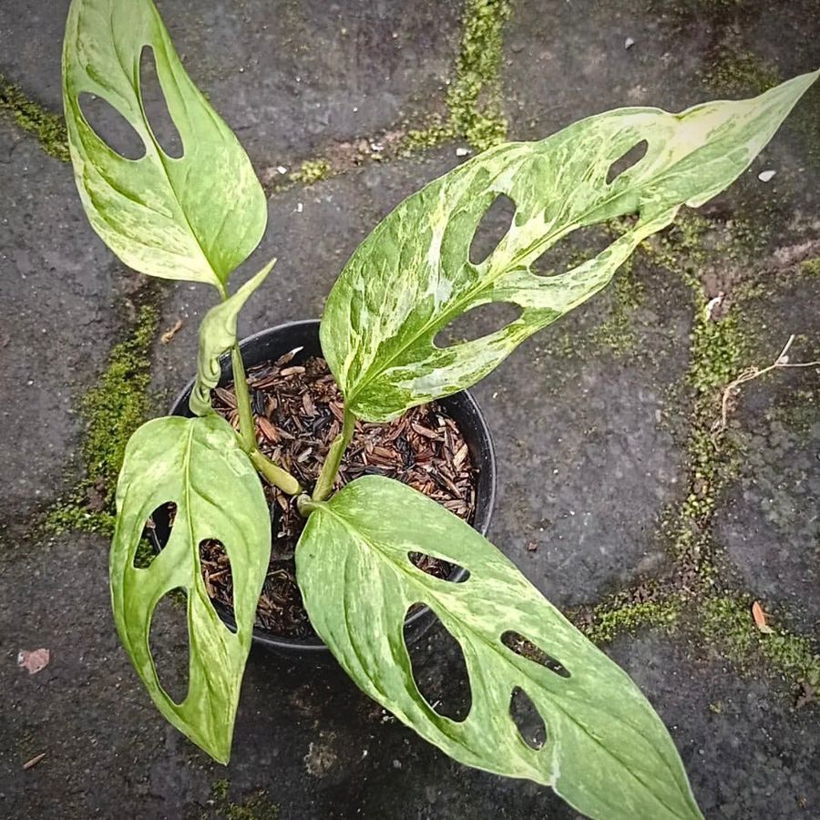 Monstera Andansoni Variegated Indonesia